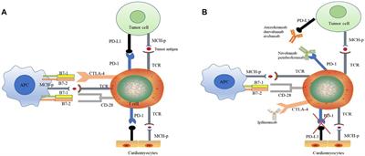 Cardiotoxicity associated with immune checkpoint inhibitors: Current status and future challenges